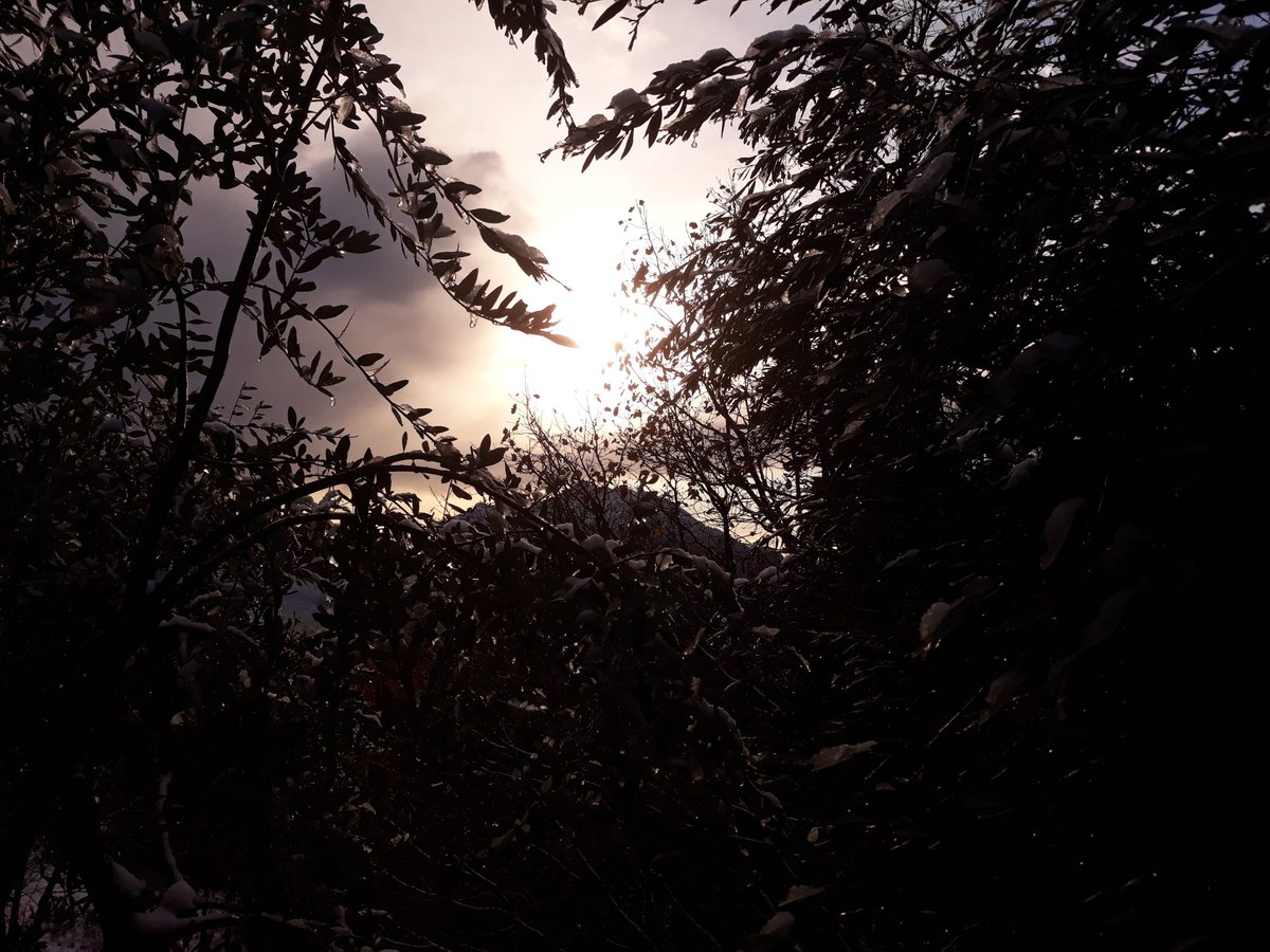 CMSagace's tweet photo. I monti e i colli davanti al Signore
eromperanno di grida di gioia,
gli alberi dei campi esulteranno,*
poiché verrà il Signore;
sarà un segno eterno, per la gloria di Dio. #antifona
#LitOre #Lodi #RitoAmbrosiano #Avvento https://t.co/BzcSso2Ko5
