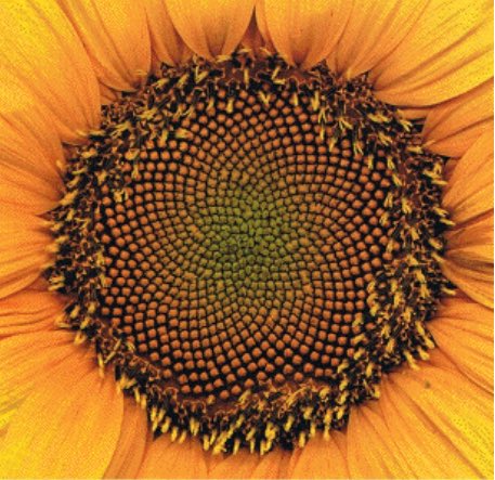 teaandfrozenpea's tweet photo. Thinking how the Fibonacci Number (Louis Merch 369 theory) is the GOLDEN number as in Harry Golden singing “You're so golden You're so golden...”
u know how maths and scientifics use TWO rabbits, SUNFLOWERS to explain it ...well there’s more. https://t.co/9MhMWvlePr