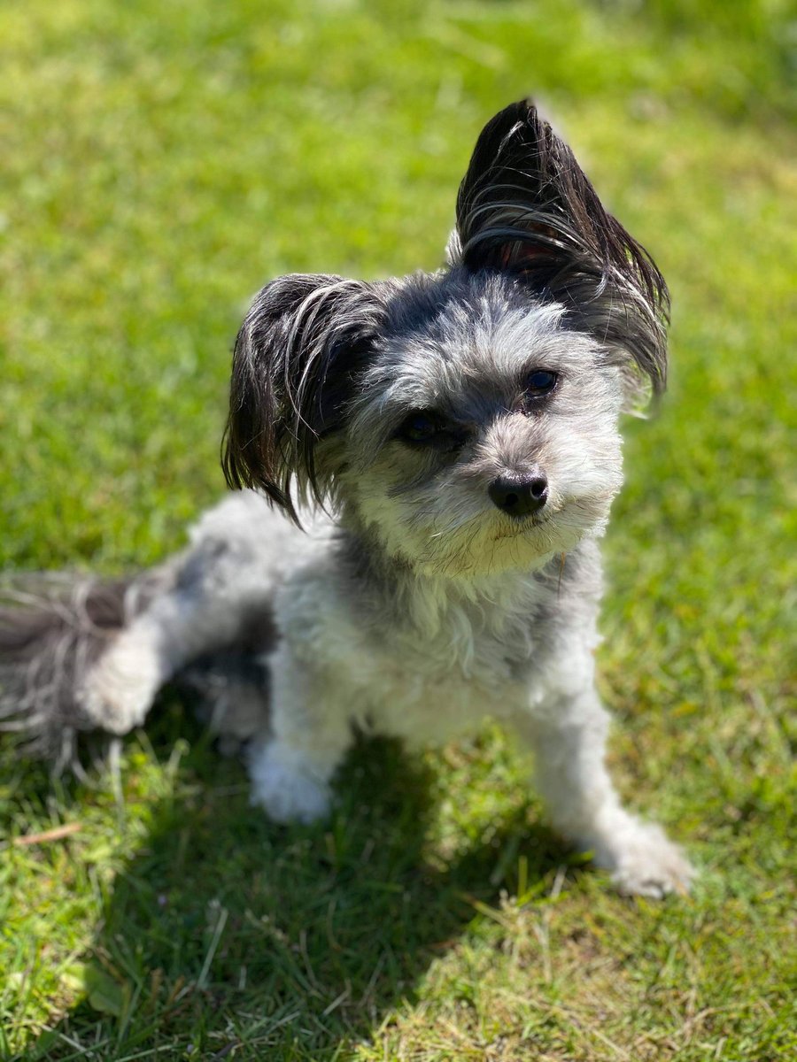 Today a part of my heart died, I lost my dog. Got sick in the middle of the night, drove to the vet and he died in our arms.
Im so devastated, words cannot describe the pain and grief...

I will always love you Alfred. You were the best dog anyone could ask for.
3 years old. RIP