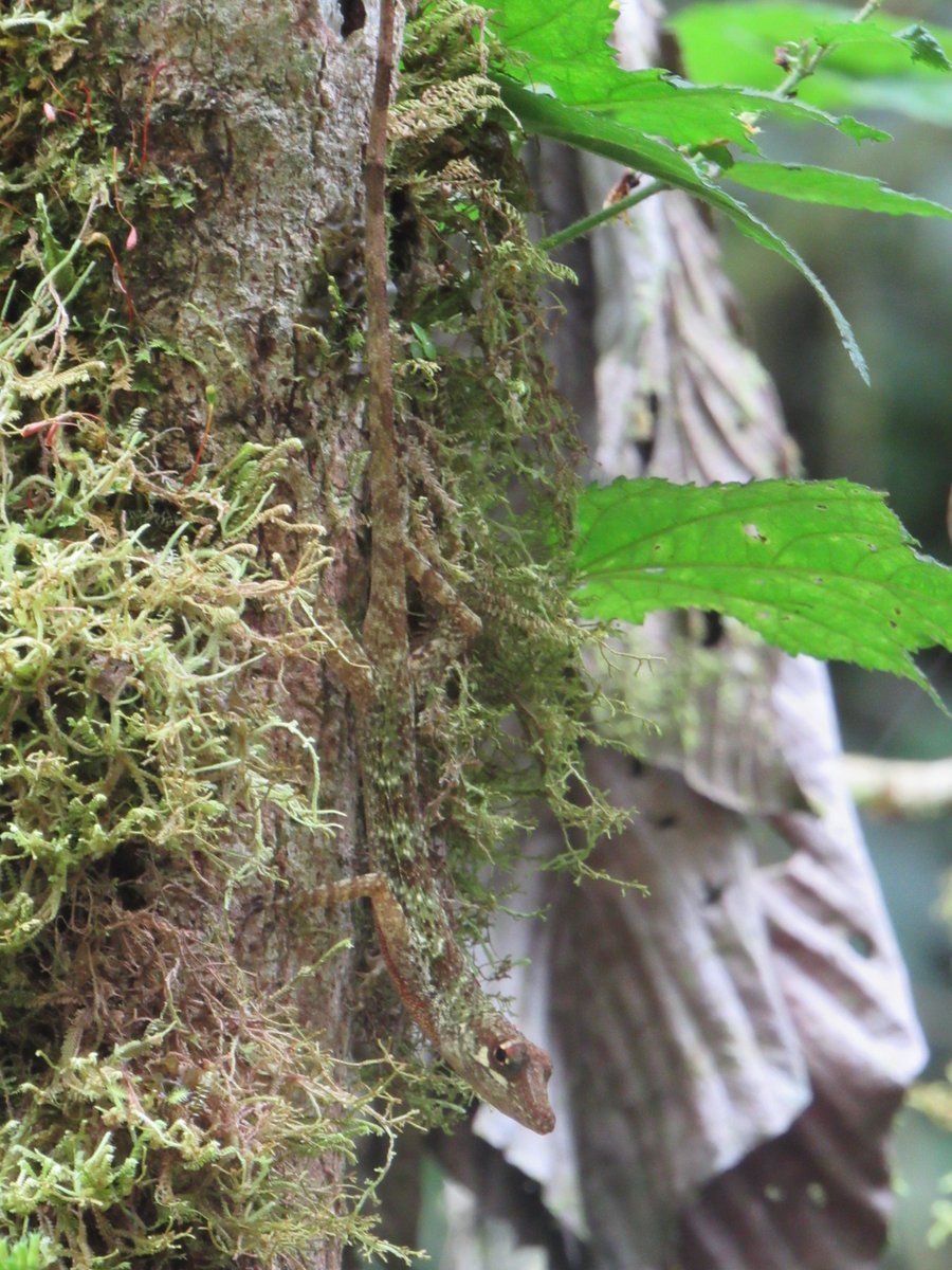 CloudbridgeR's tweet photo. Este anole tiene buen camuflaje, que guapo que está : )
This anole has great camouflage, and is quite handsome : ) #cloudbridge #anole #cloudforest #costarica https://t.co/hhF2OlIar5