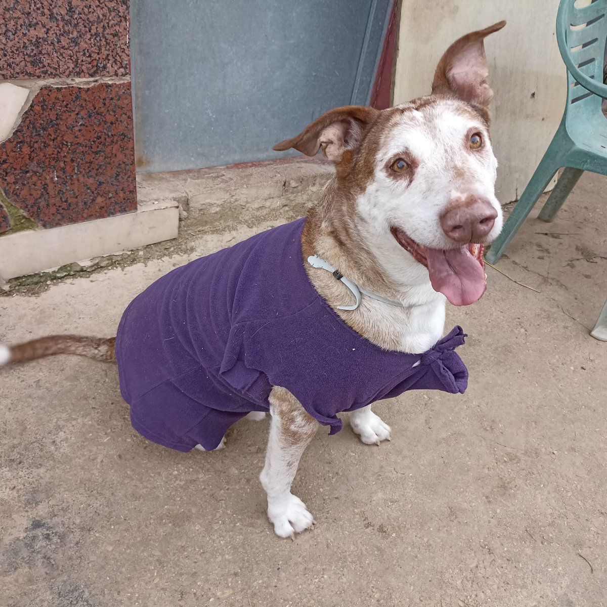 #Tolkien Hagamos posible que sus últimos años los pase en un hogar,rodeado de amor. Si quieres darle un hogar, contacta con nosotras. #Noviembre #ElPoderDelAmor #AdoptaNoCompres #adoptme