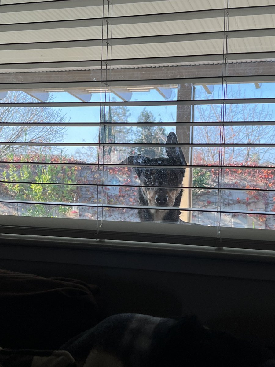 SFGiantsChica's tweet photo. When my dog wants back inside and I havenโt let him in in a timely manner #ZeusFitzgerald https://t.co/M5e520rkYE