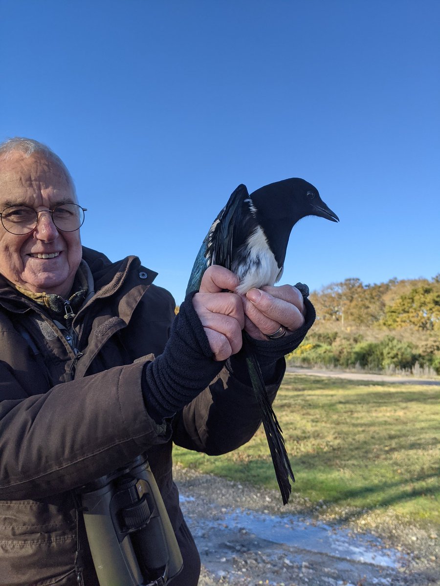 And here's the bird post chaotic processing by me 😂😎 ✔️
#birdringing #Berkshire
