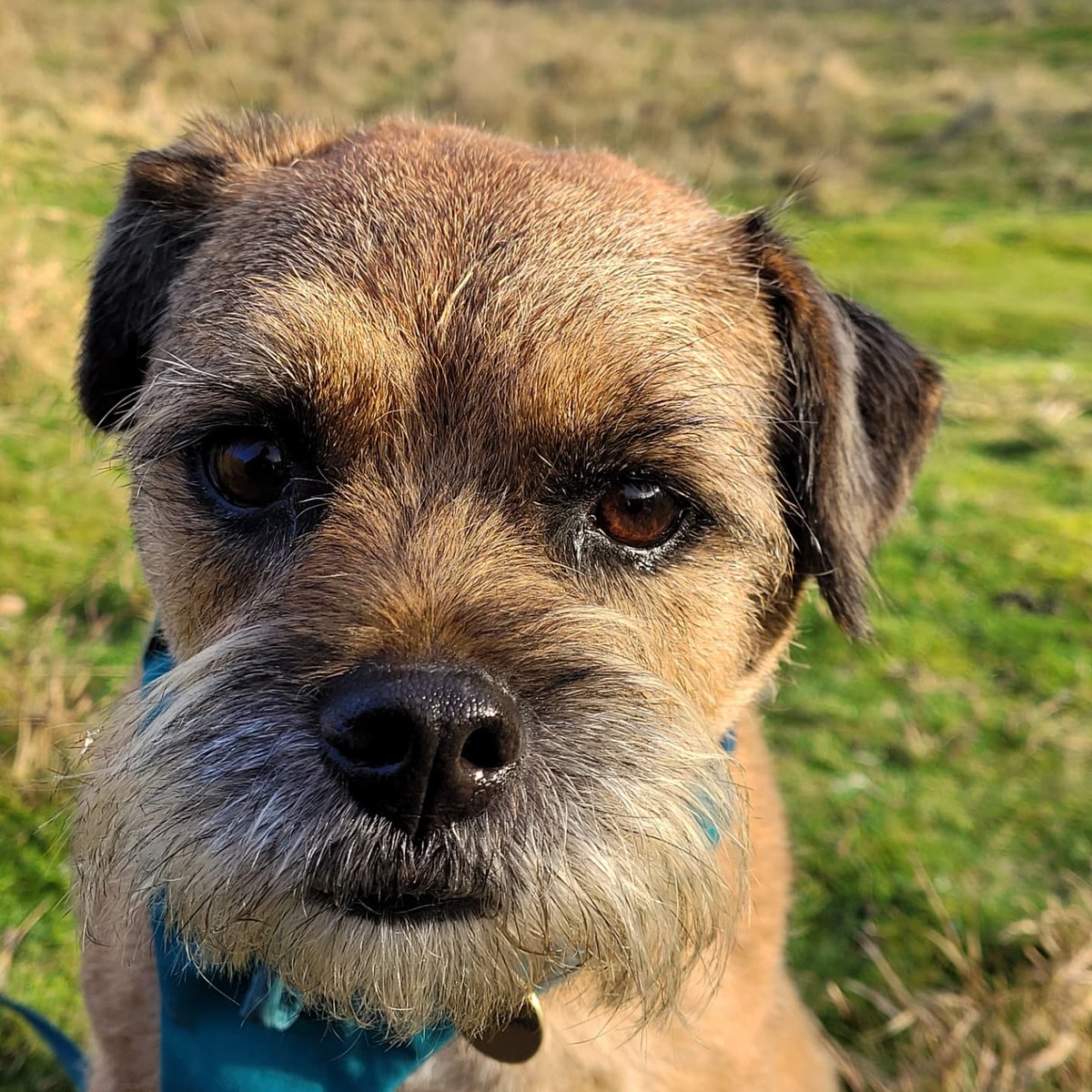 Hairz did just in time for the chillz arriving🧊M says at least i'm looking fine and dandy🐾
#btposse