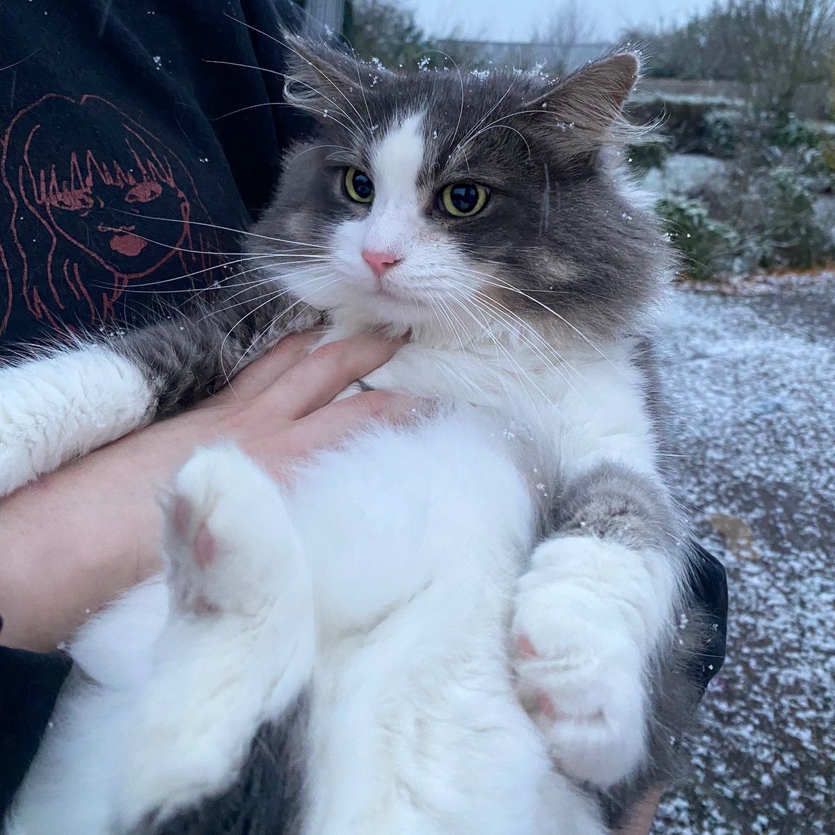 my fluffs first snow❄️🤍