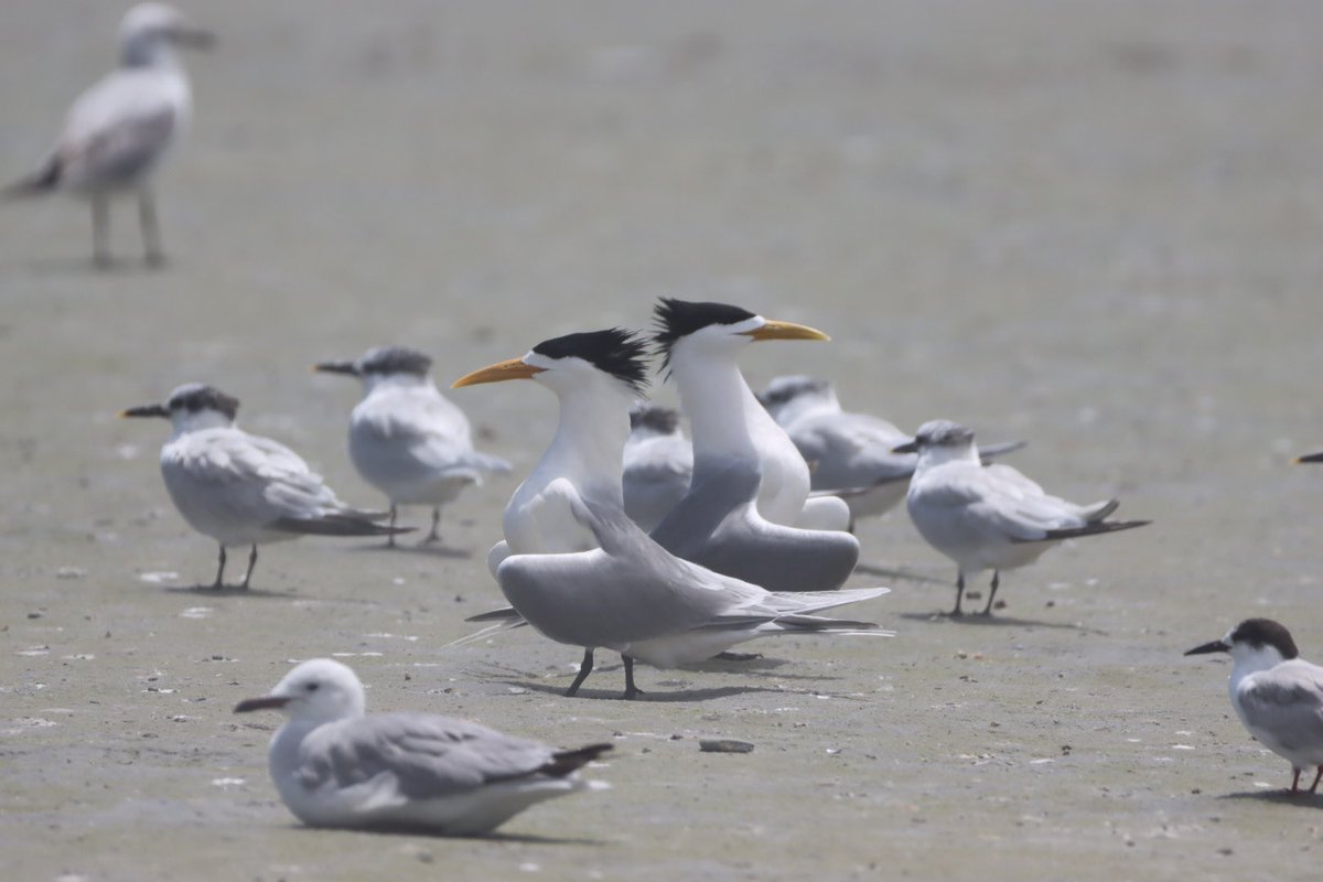Cfengwong1960's tweet photo. Greater crested tern #birdwatcher #nature #friends #PictureOfTheDay #animal #earth beatiful
#arizona #woodpecker #wildlife#birds #birding #PostABird
#LockdownBirding #photography #BirdTwitter
#naturephotography #birdphotography #WeLoveSouthAfrica #SouthAfrica https://t.co/uRYJtXZQC3