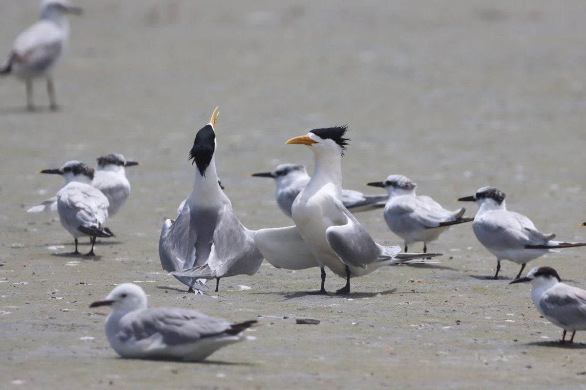 Cfengwong1960's tweet photo. Greater crested tern #birdwatcher #nature #friends #PictureOfTheDay #animal #earth beatiful
#arizona #woodpecker #wildlife#birds #birding #PostABird
#LockdownBirding #photography #BirdTwitter
#naturephotography #birdphotography #WeLoveSouthAfrica #SouthAfrica https://t.co/uRYJtXZQC3