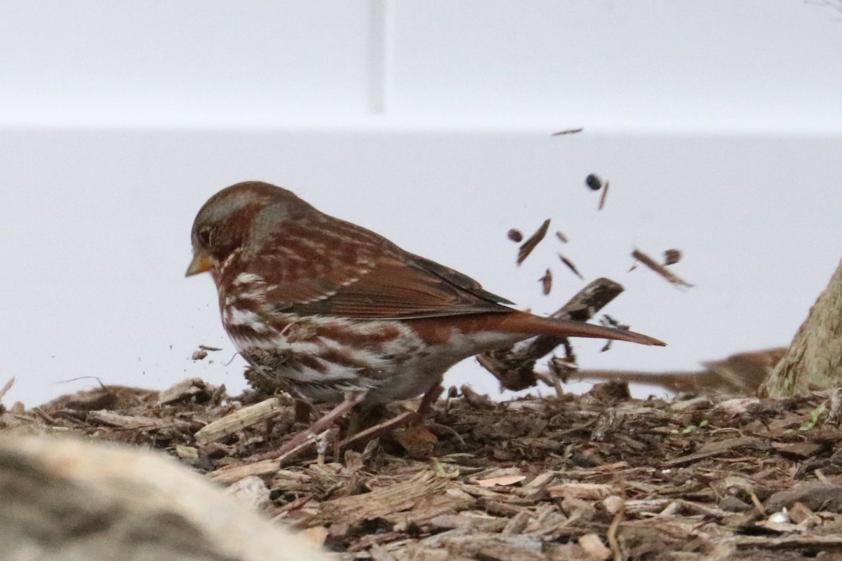 JennyPenny1119's tweet photo. Fox Sparrow kicking it up in the yard right now! 🐦 #birding #liny https://t.co/fakzJqorZt