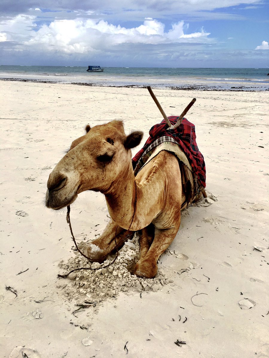 Ξ Tomorroia Ξ tweet media