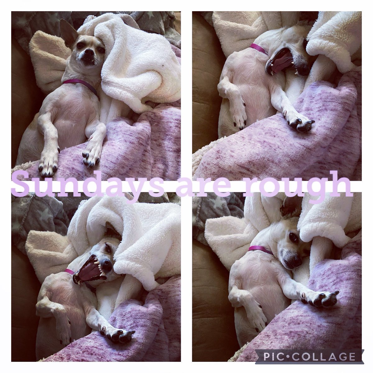 formerlycarr's tweet photo. #Boo 🥱😴 https://t.co/mVQ3Kamfgw