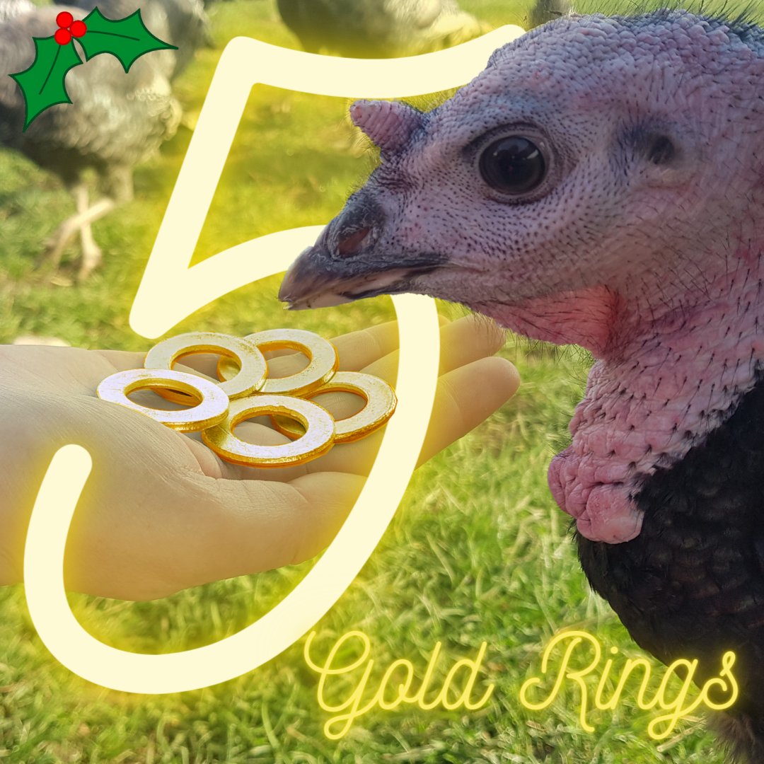 calcottfarm's tweet photo. 🎺🦃 THE TWELVE DAYS OF THE CALCOTT TURKEYS CHRISTMAS 🦃🎺⁠
⁠
FFFIIVVEEEEEEEE GOLD RINGSSSSSS 💍

#calcottturkeys #buymyturkey #turkeys #freerange #christmasiscoming #ordernow #keepchristmastraditional #localfood https://t.co/eY9vqIFwts