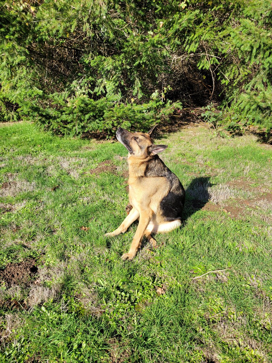 MsSonicFlare's tweet photo. I was too slow to run behind this boy due to 10 lbs feasted on turkey in the last 2 days...so caught up w/#TheSegen ahead of me to find him suntanning & enjoying the beauty of gorgeous weather...#GSD #GermanShepherd #dogoftheday #Dog #K9 #thanksgiving #WeekendWarmUp #weekendmood https://t.co/zs3YTXXRfb
