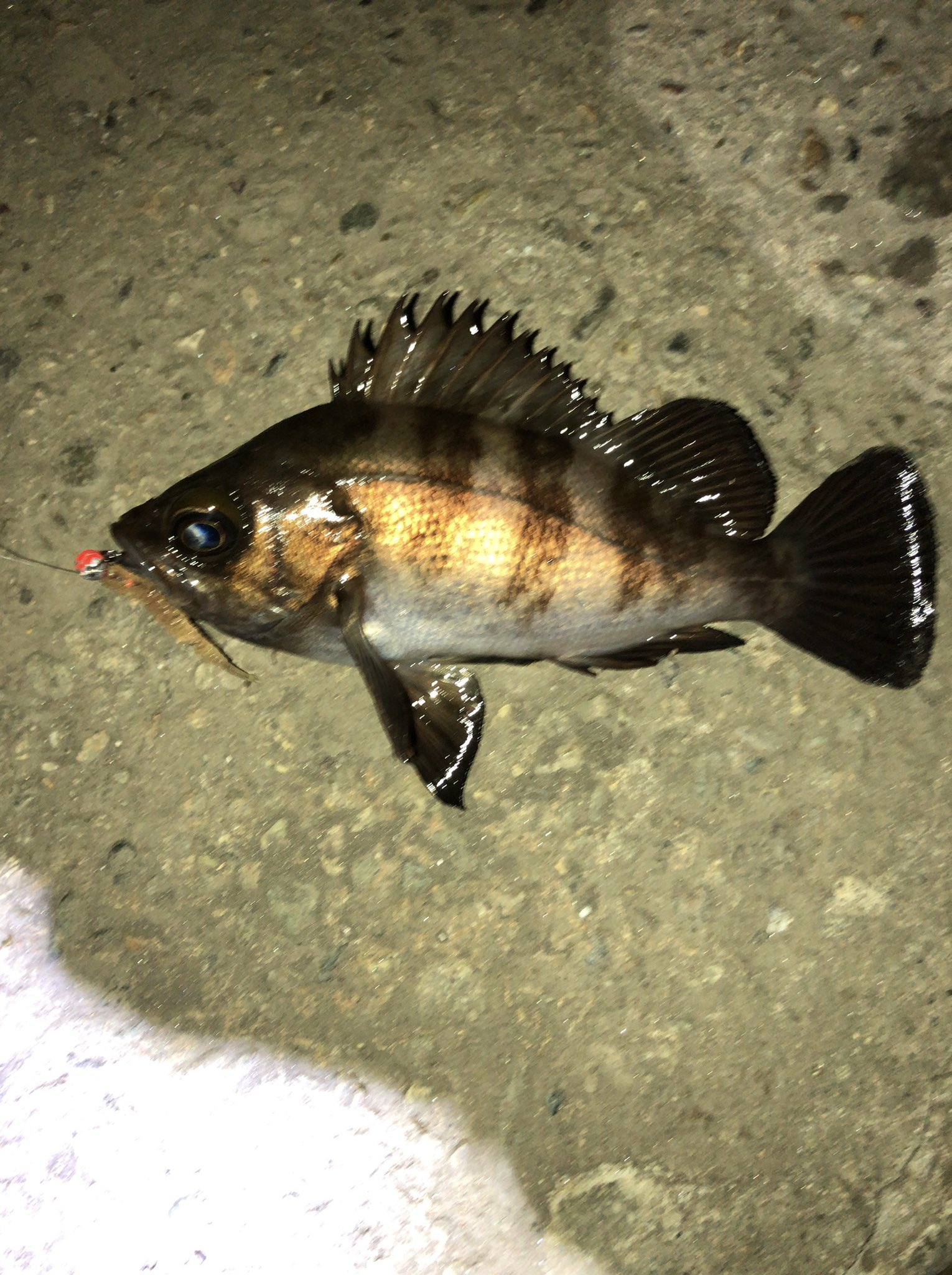 ことのは 釣り 今日もアジング 寒さと共に数もサイズも大幅ダウン 匹ほど釣れるがキープできたのは3匹ほど しかしメバルが釣れたのは嬉しい 11 29 17 30 21 00 アジング 釣り 秋田釣り 鯵 アジ アジスタ Reins アジアダー 秋田 メバル