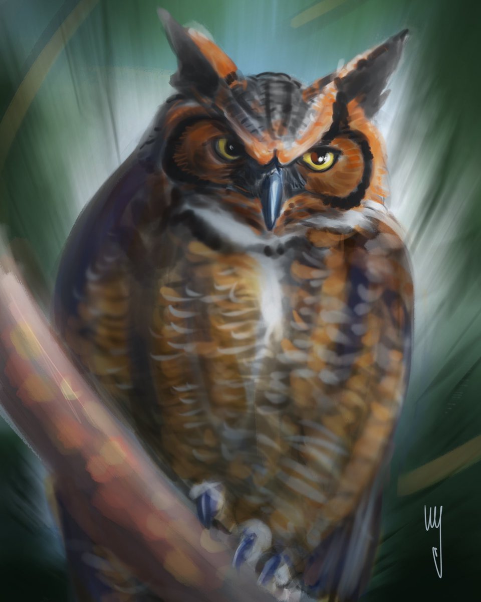 ammagenta's tweet photo. The Great Horned Owl(Bubo virginianus) is an American owl. https://t.co/jvbsqo8NNH