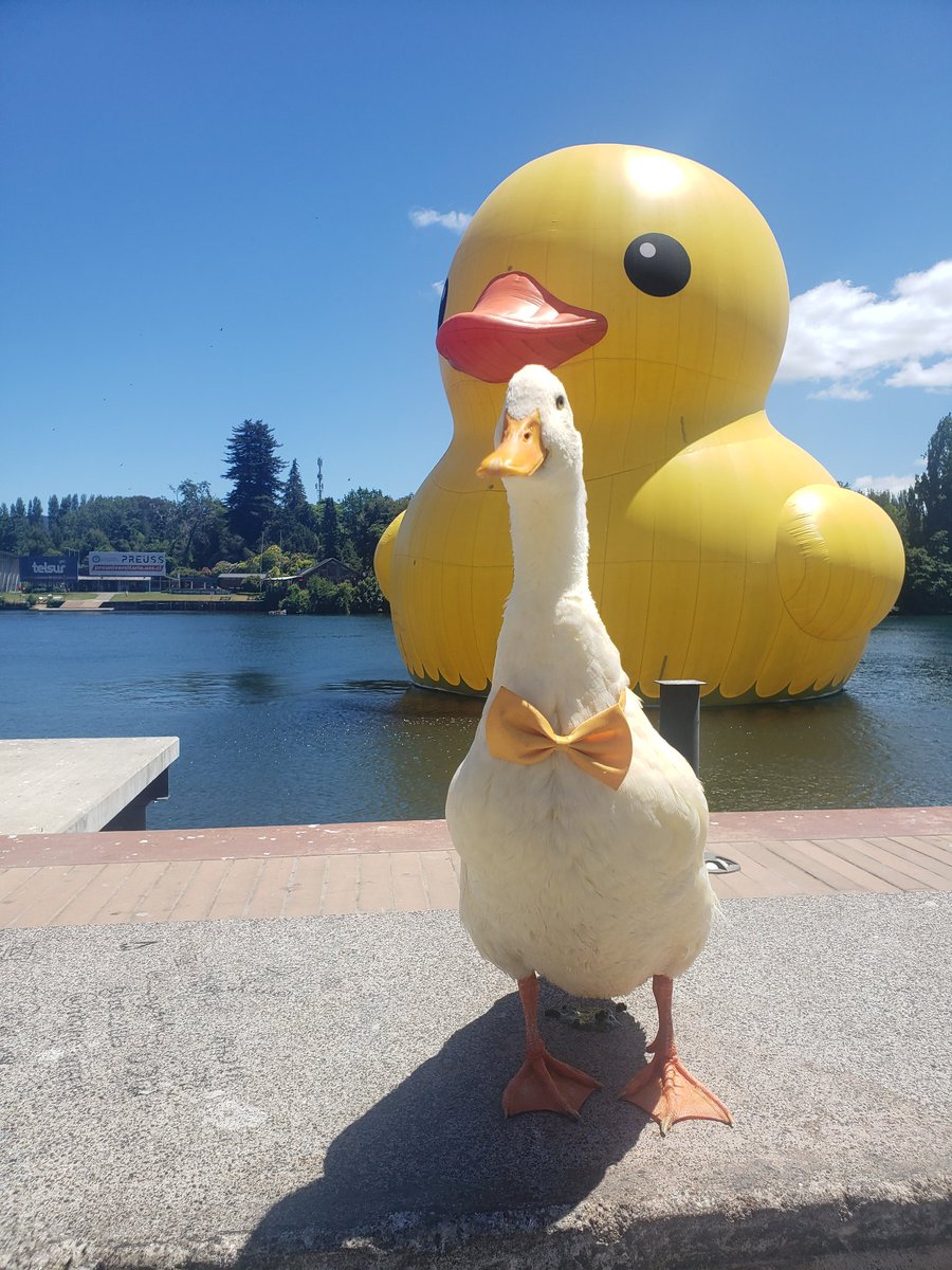 supachecoaros's tweet photo. #Valdiviacl #HechoencasaFest #patitodehule mi patito #Thor https://t.co/YD78iiUUGN