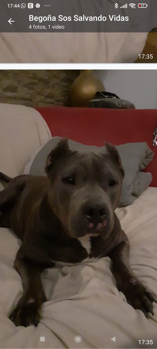 ⭐#Aura⭐ en #AdopciónResponsable . Está en #Cádiz,pero puede viajar . #AdoptMe . Quieres hacerle un hueco en tu 🛋️?