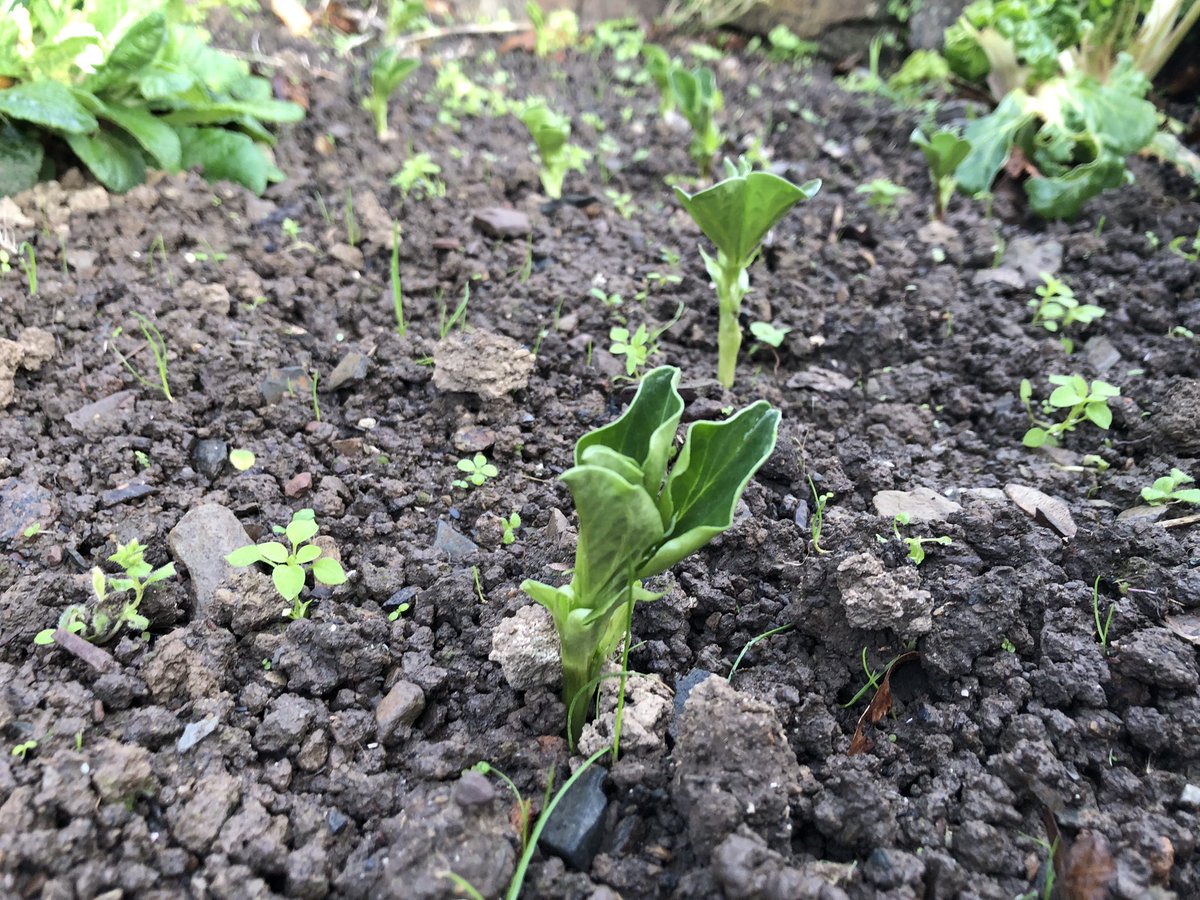 The little green town project tweet media