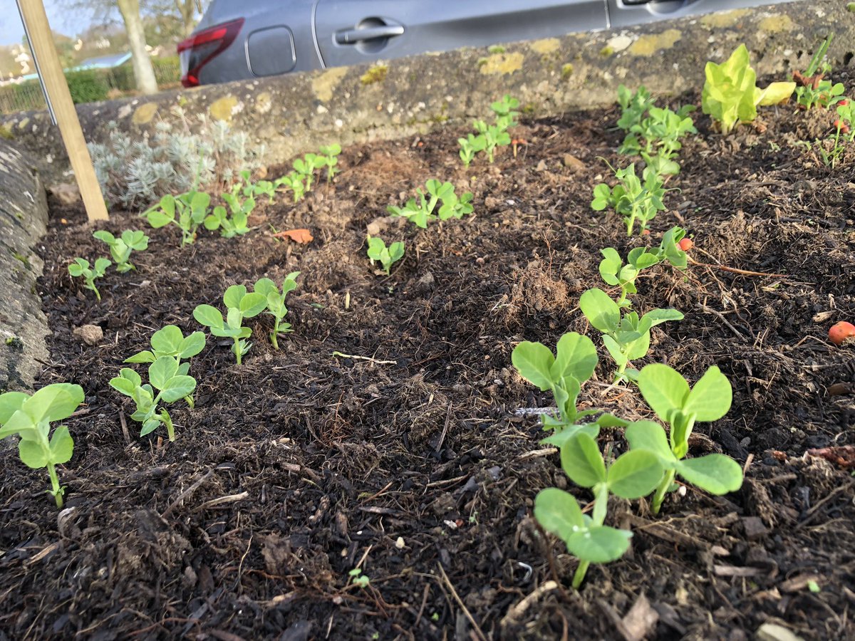 The little green town project tweet media