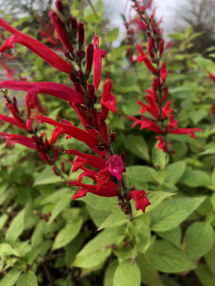 The little green town project tweet media