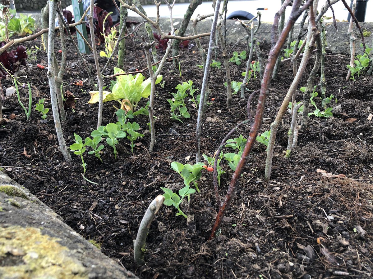 The little green town project tweet media