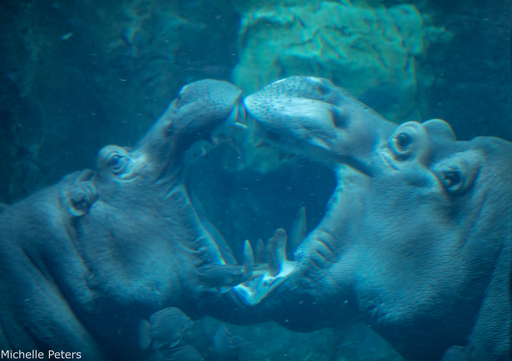 CincinnatiZoo's tweet photo. Comparing mouth sizes with Bibi and Tucker! 😲 Hippos can open their mouths to a massive 150 degrees. https://t.co/yFmJaQHi7N