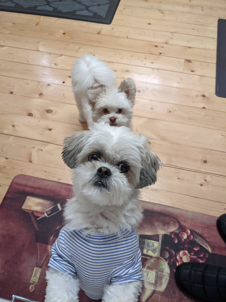 Can I haz a treat please?  Wait... Is she behind me?  Fine give her one too, but make sure mine is bigger!!