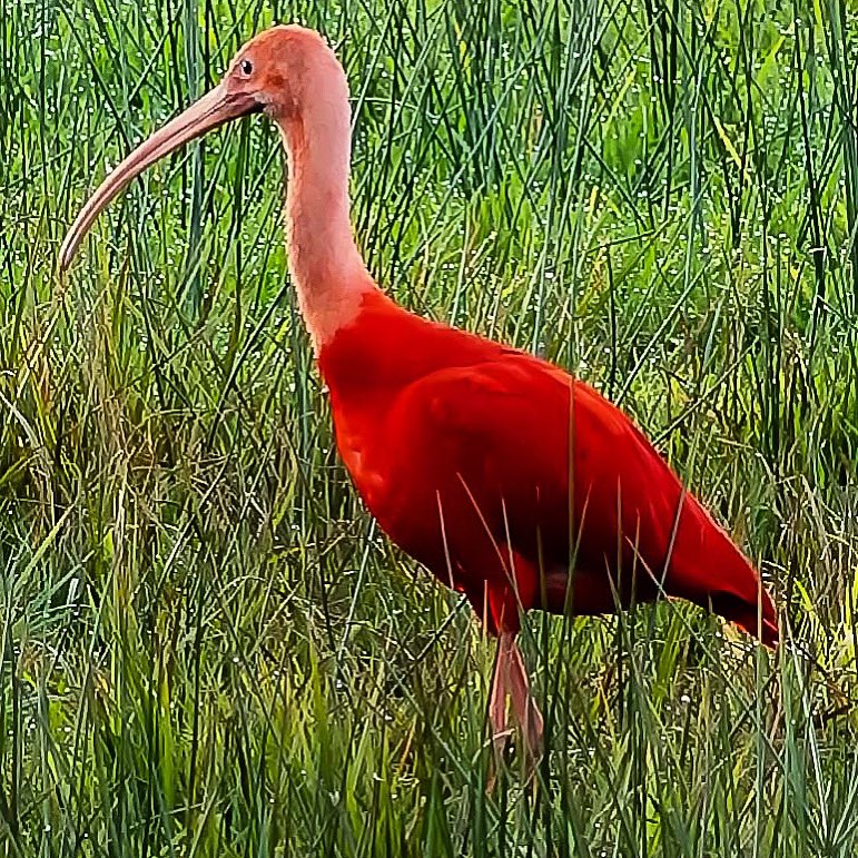 Andre_Bonga's tweet photo. #birdtwitter #birdsback #incredibleholland #animalplanet #natgeo #team_ebird #photooftheday #BBC #BBCwildlife #worldpressphoto #thephotohour #birdlife #birdwatchdaily #birdnature #natureguide #birds #superstraight #sonyalpha #sonyA7RIV #denbosch https://t.co/3FqnpOkWdl