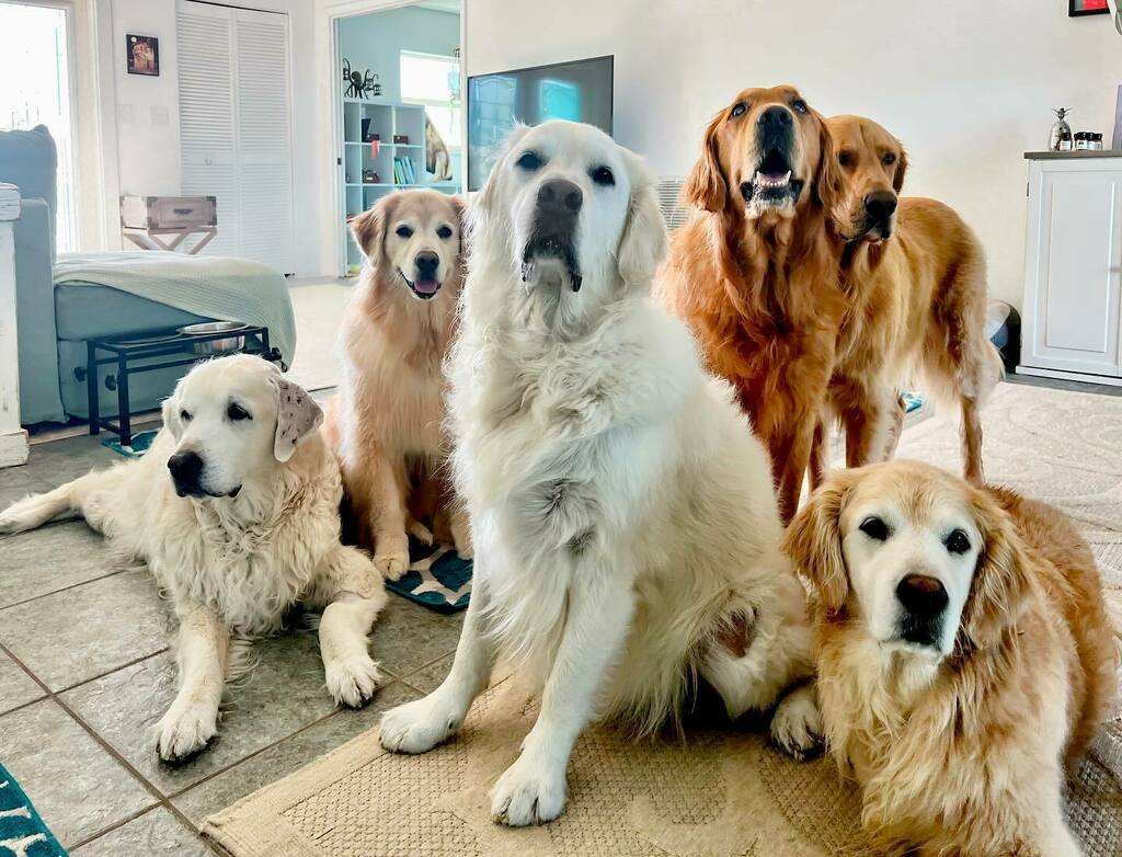 The Golden Ratio tweet media