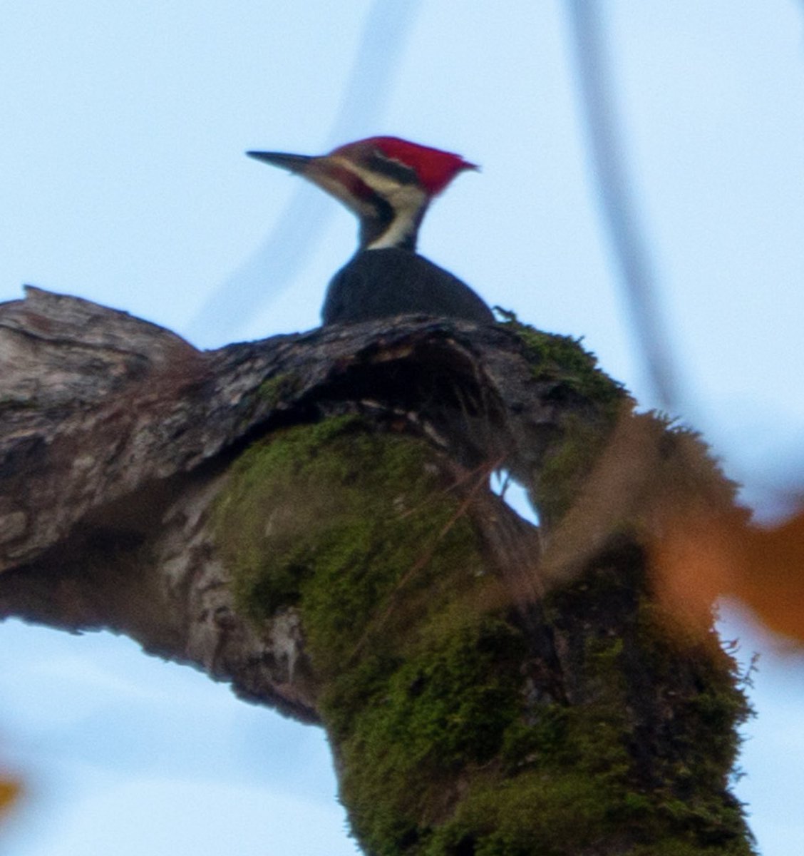 samuelad's tweet photo. @BirdWatchDaily Can someone help me identify this type of woodpecker?  My son took this shot in my parents’ back yard. https://t.co/zg7DB4AcUQ