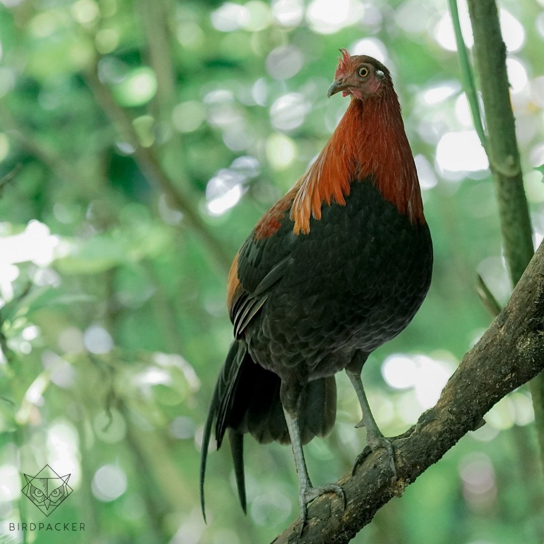 birdpacker's tweet photo. The great great father to domestic chicken, Red Junglefowl (Gallus gallus).

#birdpacker #burungnesia #birdwatching #birdphotography #birdwatchingtour #redjunglefowl #junglefowl #ayam #chicken #ayamhutanmerah #your_best_birds #birdingindonesia #birdingjava https://t.co/rNiey4NceK