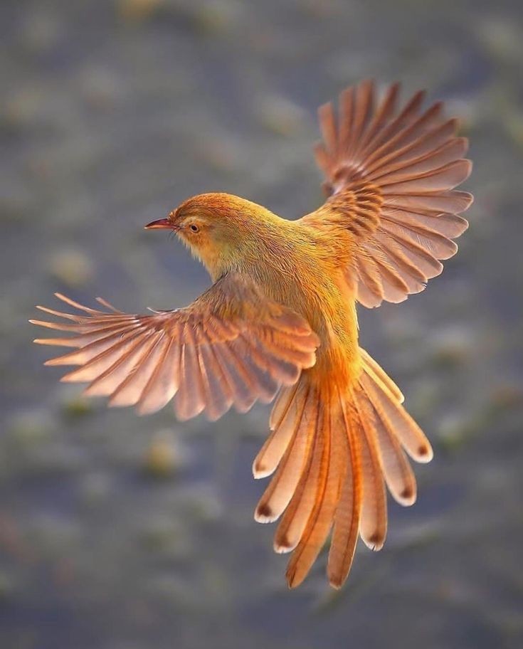 3D2023's tweet photo. #magical 
#birds https://t.co/9YmDx69x7R