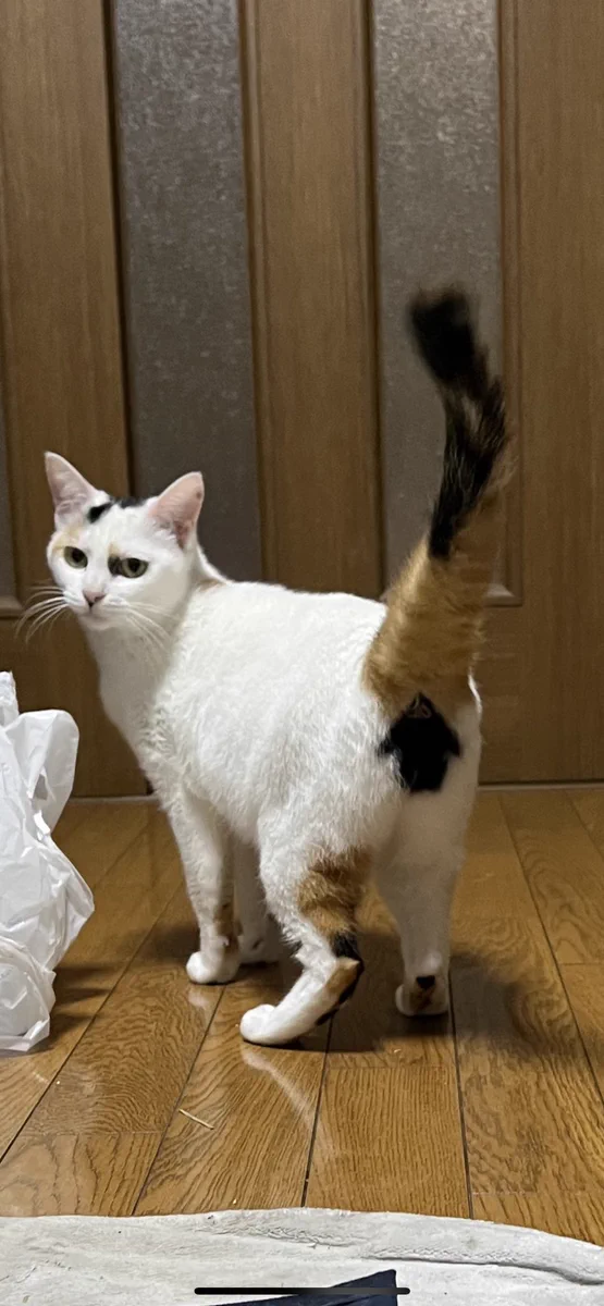 おしりはここですよ‪w猫のおしりに矢印‪w‪w‪w