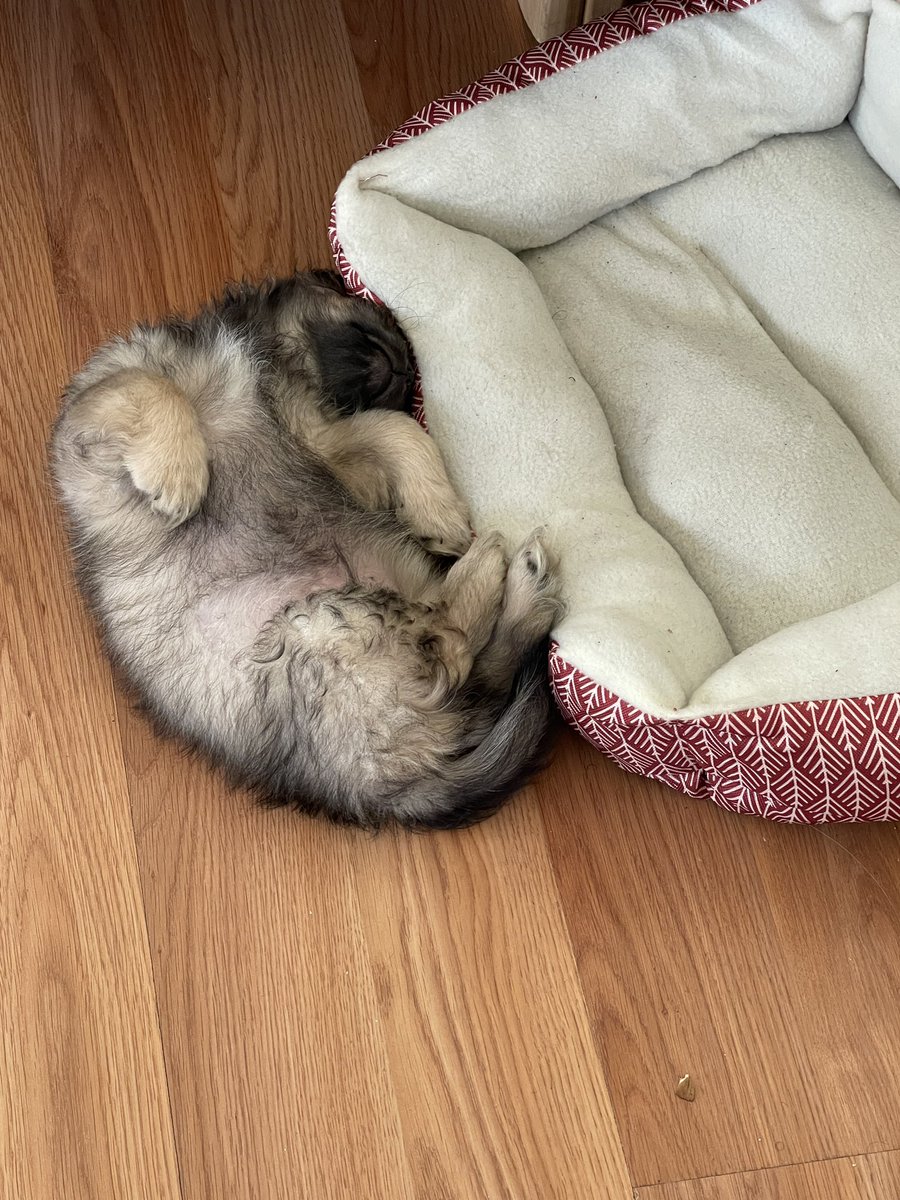 DrSeltzer's tweet photo. @BrittanyBabc7 This is Bear still asleep this morning. 🤷🏽‍♂️❤️ https://t.co/X7PoXszksl