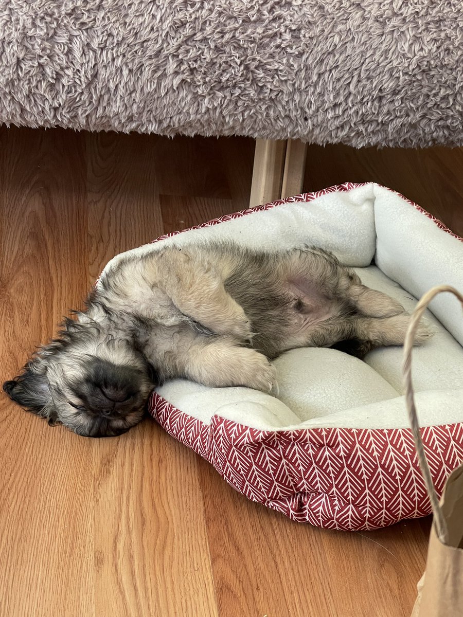 DrSeltzer's tweet photo. @BrittanyBabc7 This is Bear still asleep this morning. 🤷🏽‍♂️❤️ https://t.co/X7PoXszksl