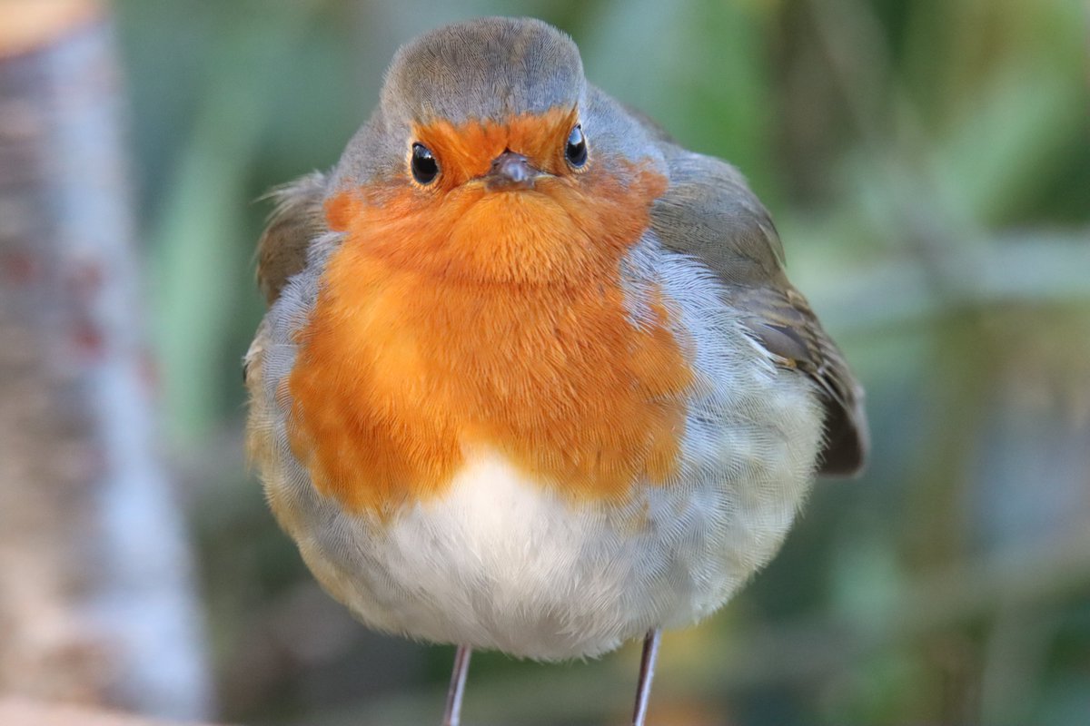 bigbobbejaan's tweet photo. This is Collin. He is not very happy this morning having been woken up for breakfast. However, he did manage to scoff a couple of mealworms. @angela_arti @Julielauretta @Lucy_Lapwing @CarlBovisNature @GaryBlack1970 @tonywootton7 @BBCSpringwatch @Natures_Voice @RSPBLochGarten https://t.co/OAGhVovGlX