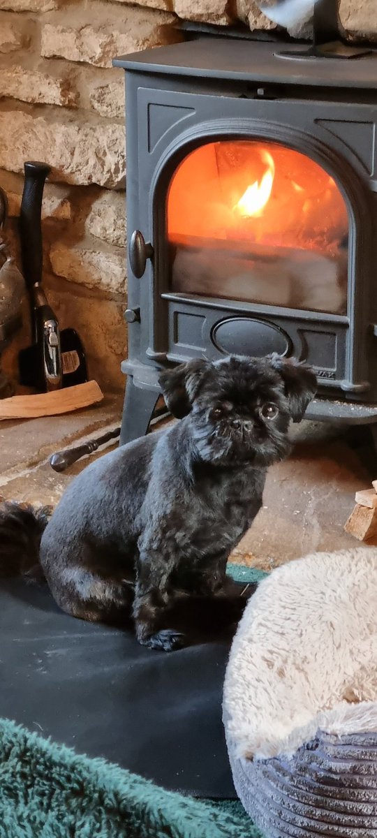 RussLong1976's tweet photo. #TechDog and #SupervisorDog taking it easy at the weekend after a hard weeks "Teching" and "Supervising" @DaisyBoggCons #itsadogslife @asifamhp (for #AMHPhound) https://t.co/3ipy9T8iKC