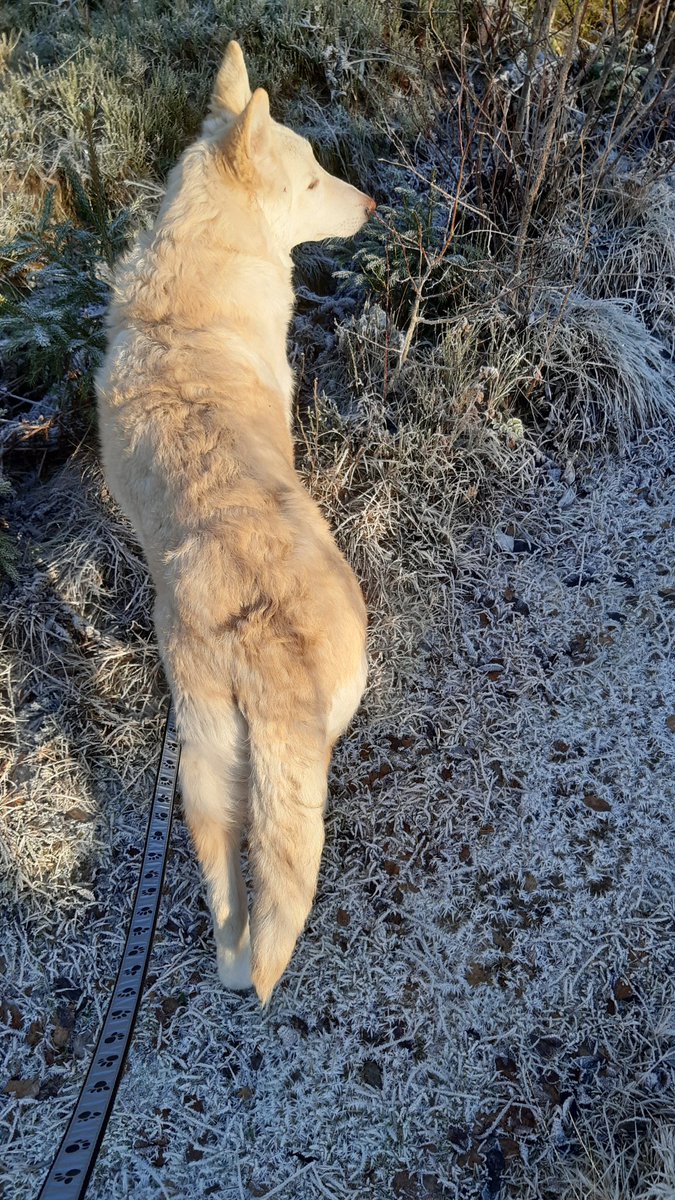American Wolfdog Swe (@Americanwolfdog) / Twitter
