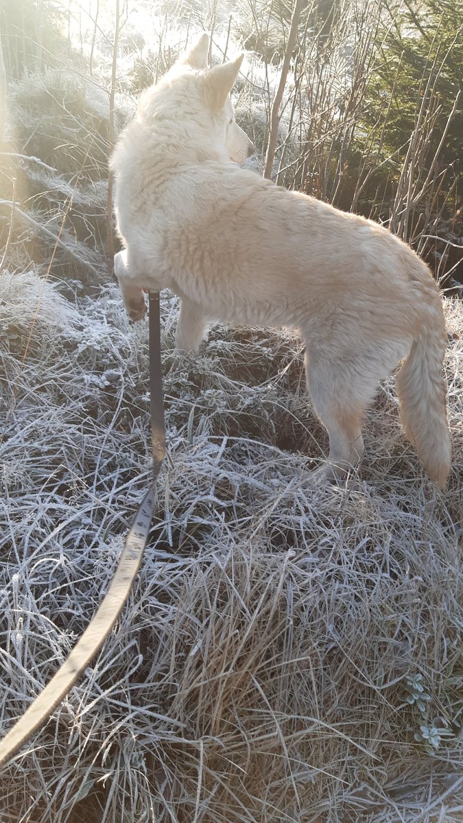 Americanwolfdog's tweet photo. #ArnstorpsgårdensAWD 
Härlig Promenad i vinterkyla utan snö med 5 månader gamla Ca'mac. https://t.co/hL1aVMVufu