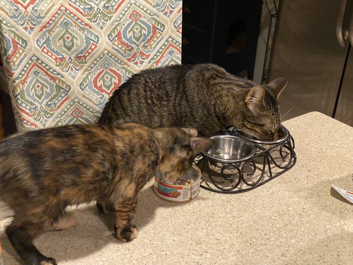RickyKitty2's tweet photo. My shadow and I eating breakfast #CatsOfTwitter #iamricky https://t.co/UckxSZarQZ