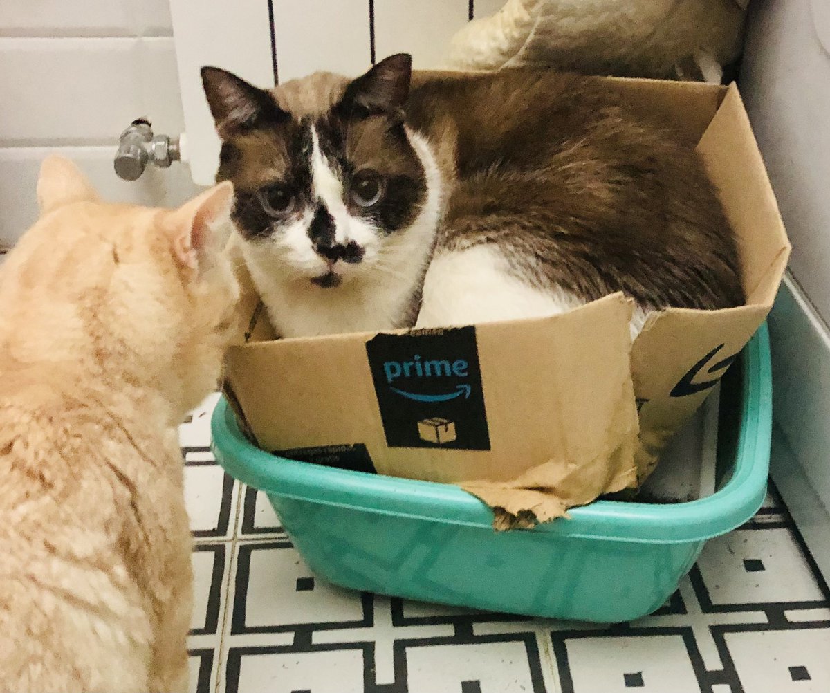 chruggeriTg2's tweet photo. #catboxsunday #Moka #timetocleanup ๐๐ https://t.co/CuH87NLvKa