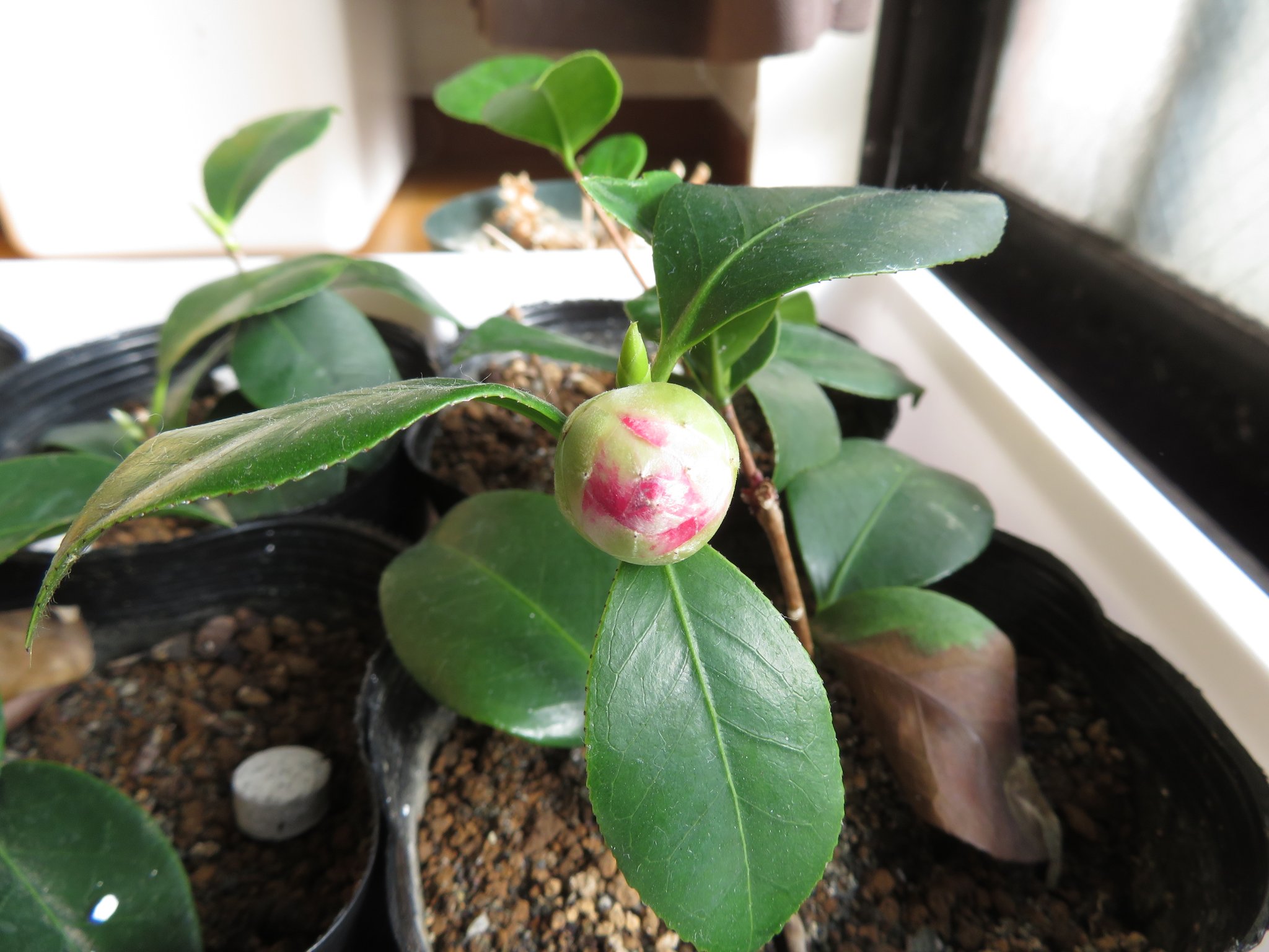 こんた Konta955 Twitter