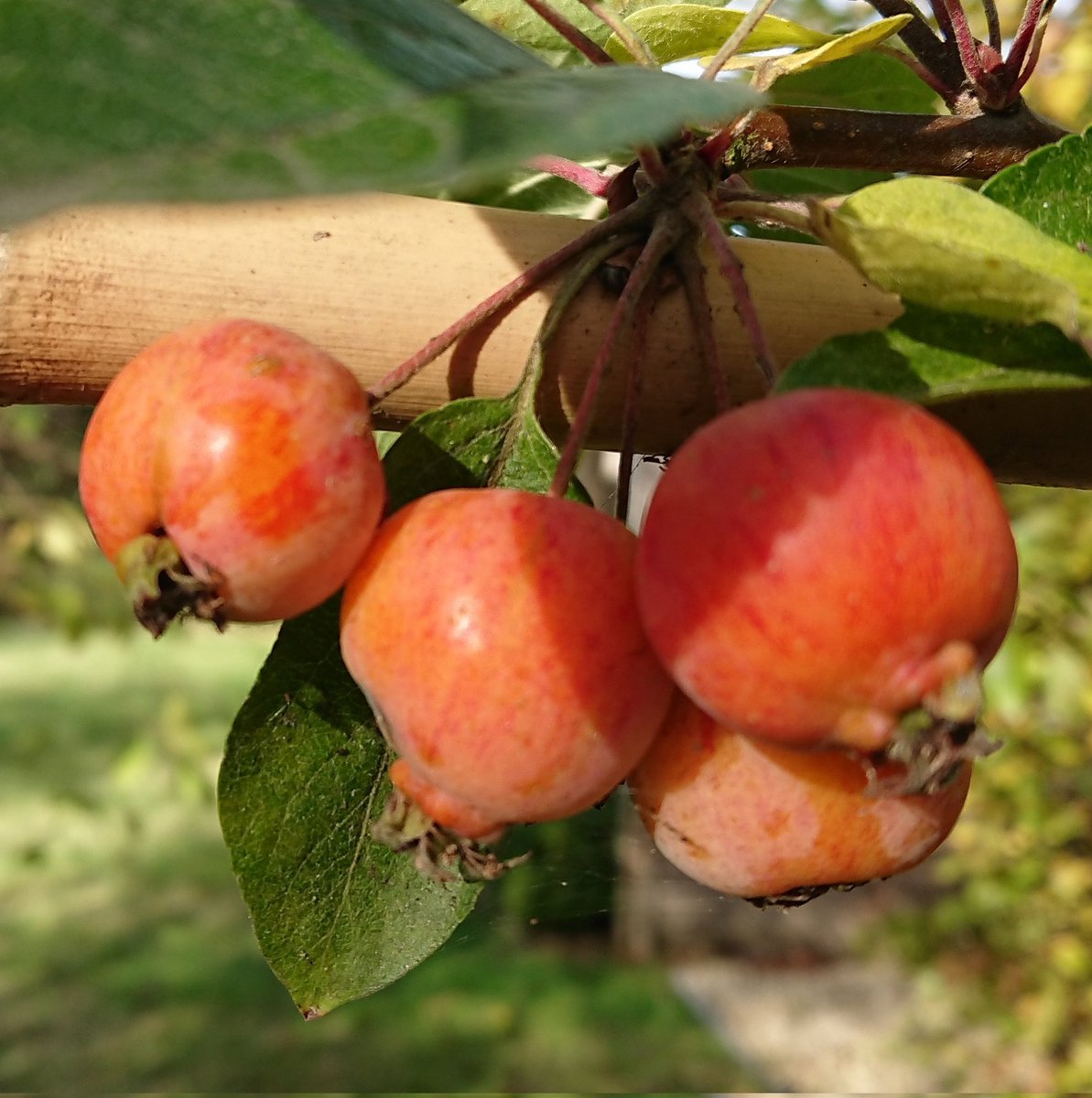 MarkLaneTV's tweet photo. #autumnwellbeing @thrivecharity https://t.co/mn8EprOZ2x
