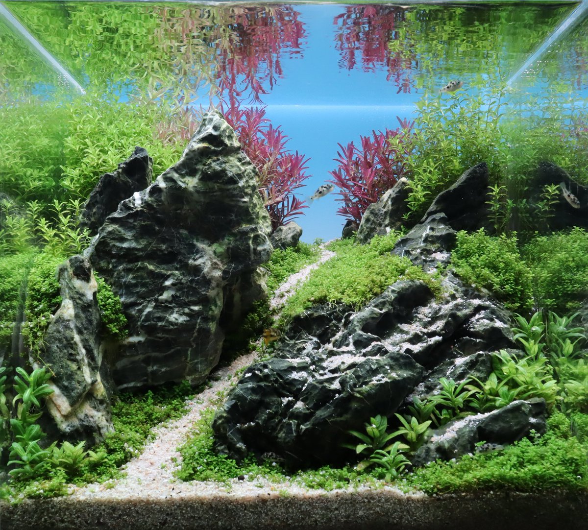 sa_allure3838's tweet photo. 5位でした!
アベニーパファーをメインにしたのは少し不安でしたが評価して貰えたようでなによりです👍
皆さんお疲れ様でした😌
#FHASC2 https://t.co/Wzvx6WLw7D