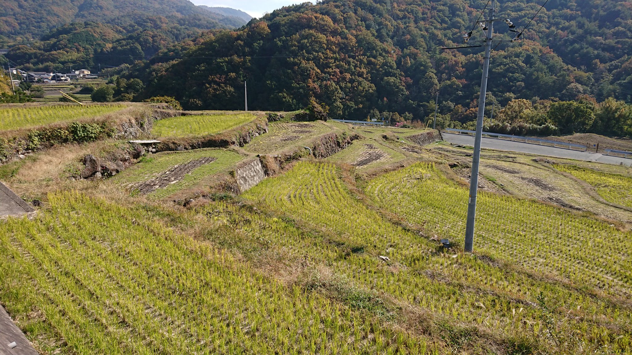 中山千枚田 Twitter Search Twitter