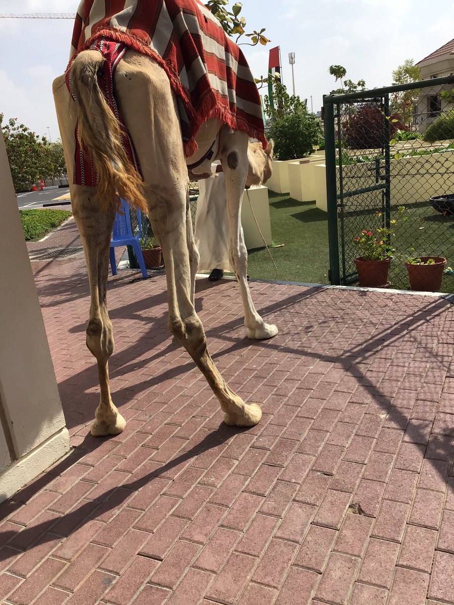 AlitaJaison's tweet photo. Today we celebrated the 50th UAE national day at school 🇦🇪. #UAENationalDay50 #UAE @Fatima_Martin @nmsmiddleschool @gemsnms_alkhail @Anju93391531 https://t.co/CkXC56ZGeZ