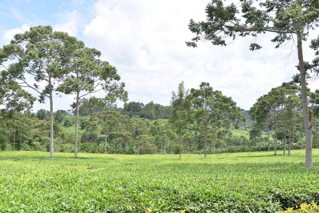 MAAIF_Uganda's tweet photo. This afternoon, Elite Agro concluded a tour of Ankole and Toro tea plantations and factories as part of their market scan of the Ugandan Tea Subsector. Their visit is a follow up engagement from @dubaiexpo2021 interaction of HE @KagutaMuseveni ,@FrankTumwebazek @PS_MAAIF https://t.co/ETfWeyjYNc