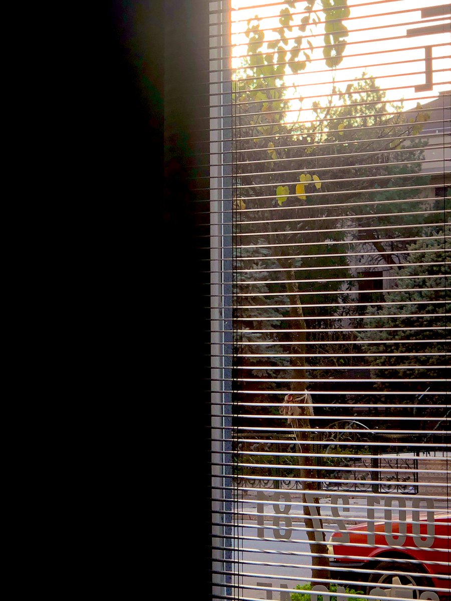 Her yerde fibonacci görme hastalığı bir tek bende yoktur umarım 😅  Not : Bu tweet belli bir frekansta sadece GERÇEK ruh hastalarının görebileceği şekilde düzenlenmiştir😅