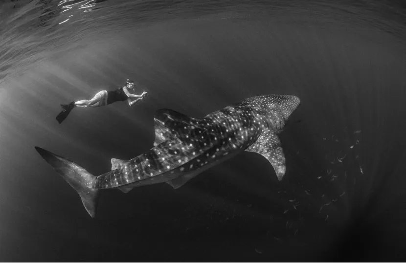 thembauk's tweet photo. What are we doing to protect #OceanPredators? In this session meet the scientists & conservationists working on the front-line to conserve these incredible animals. @saveourseas #YMBSummit2021 @lionelyamb @FreyaWomersley @dr_catmac @Alifa_Haque https://t.co/2HYhmBiu7Y