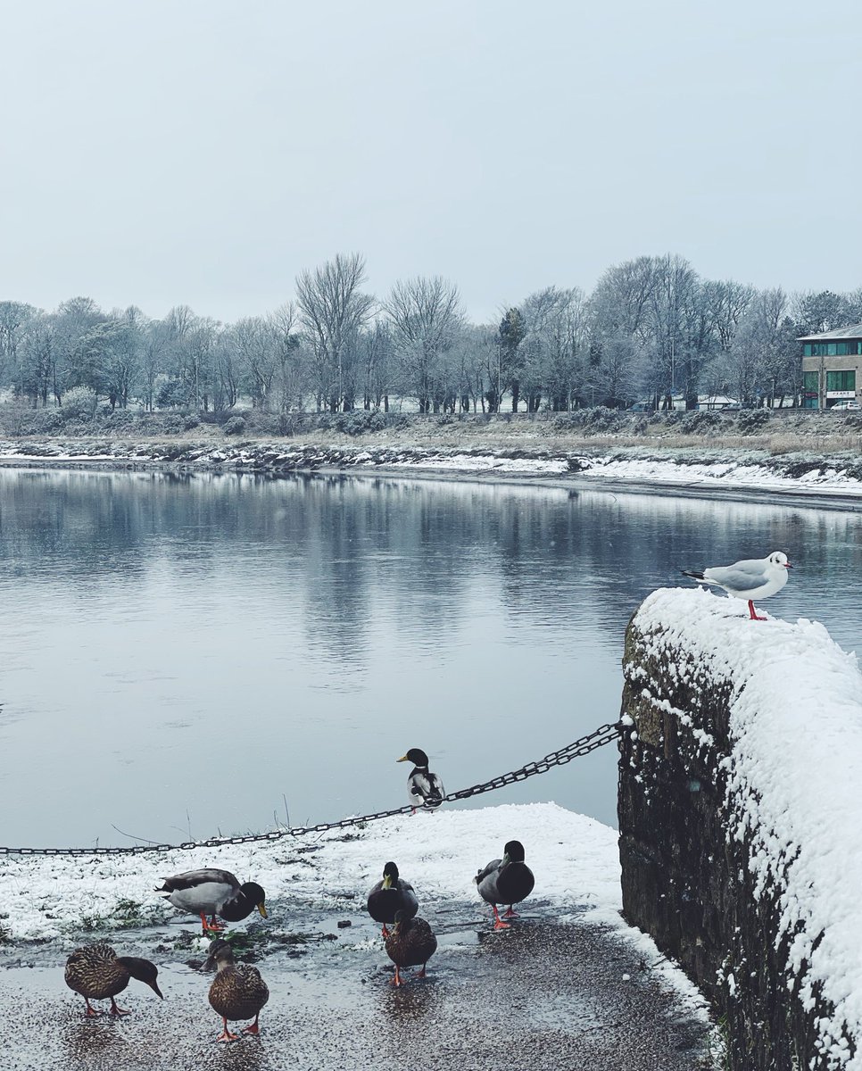 ⁦<a href="/LancasterDuck/">Lancaster Duck</a>⁩ enjoying the snow!