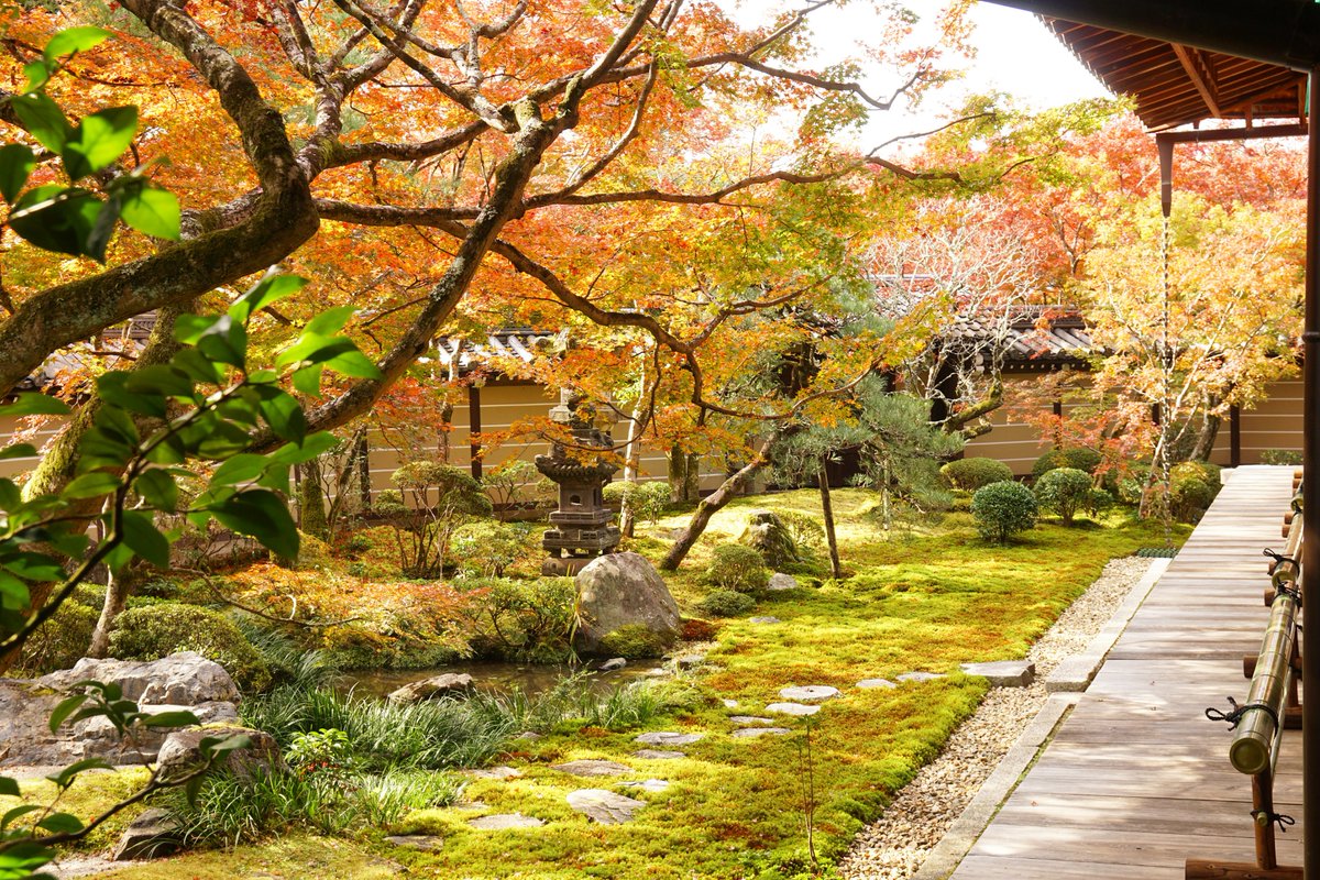 yt_innocent's tweet photo. 永観堂の紅葉 🍁 Autumn Colors in Eikan-dō
.
#永観堂 #Eikando #Eikandou #Eikandotemple #Eikandoutemple #紅葉 #黄葉 #AutumnColor #AutumnColors #FallColor #FallColors #AutumnLeaves #FallLeaves #LeavesChanging #LeavesFalling #AutumnLeafColor #AutumnLeafColors #京都 #Kyoto https://t.co/WAZxdAqUgz